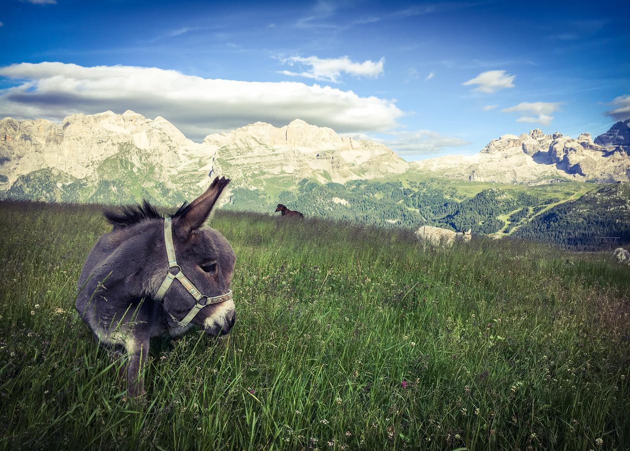 Hotel Rifugio Viviani Pradalago Madonna Zewnętrze zdjęcie